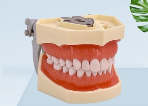 Modèle dentaire anatomique en silicone médical, structure de la mâchoire et des dents, pour l'enseignement des sciences médicales - Product Image 3