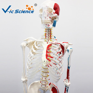 Modèle d'anatomie squelettique humaine avec coloration et numérotation des muscles à des fins pédagogiques pour les écoles de médecine. - Product Image 2