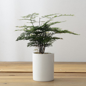 <span class=keywords><strong>Pot</strong></span> <span class=keywords><strong>de</strong></span> Fleurs en Céramique Blanche Design Personnalisé pour Bureau, Hôtel, Table, Jardin, <span class=keywords><strong>Balcon</strong></span>, Simple Européen, pour Succulentes - Product Image 6
