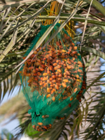 Aangepaste Grootte Duurzaam Datum Netje Voor Beschermen Datum Vruchten Groen Of Wit Palm Boom Netje Met Zwart Koord
