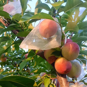 Bolsas de Malla de Nailon al por Mayor <span class=keywords><strong>con</strong></span> Alta Transmisión de Luz, Protección Contra Insectos y Aves, Personalizables para Jardines y Granjas - Product Image 6