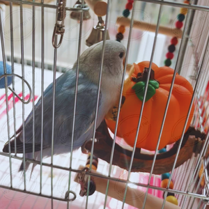 Orange Pumpkin Apple Design Birds Feeder Bowl Food Feeding Cup para pequeños loros hámster - Product Image 5