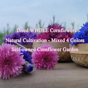 青コーンフラワー花びら有機乾燥ケンタウレアシアヌスデコレーションケーキトッピングキャンドルティー - Product Image 4