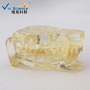 Modelo Anatómico de Dientes de Gato en Plástico para Entrenamiento de Enfermeras en Escuelas y Hospitales - Product Image 5