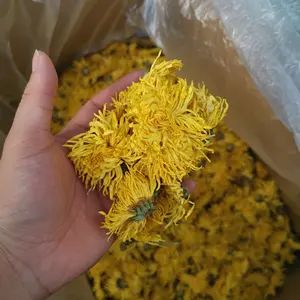 Té de flor de crisantemo amarillo de seda dorada, bebida directa, Premium, China