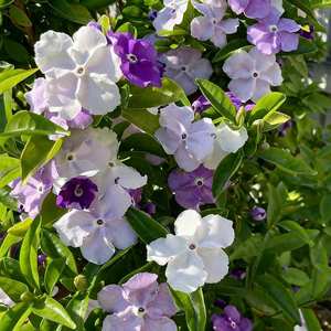 El jazmín blanco es fácil de cultivar durante todo el año y se puede utilizar para cultivar flores en macetas en balcones interiores. - Product Image 4