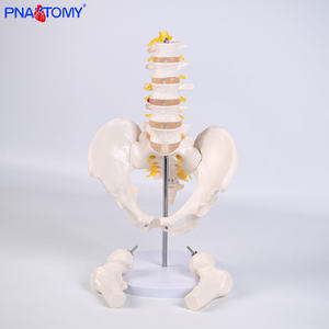 • الفقرات القطنية البشرية من خمسة أقسام مع عظم الحوض والعصب الفقري نموذج الهيكل العظمي لأمراض النساء والتوليد وجراحة العظام - Product Image 2