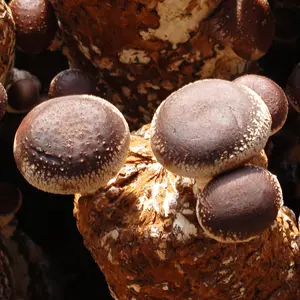 Detan funghi freschi di alta qualità all'ingrosso funghi Shiitake biologici freschi