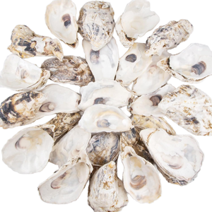 4 \ "-5 \" vỏ sò thô tự nhiên 30 chiếc vỏ sò nhỏ số lượng lớn cho hàng thủ công mỹ nghệ tự làm đồ trang trí Giáng sinh kỹ thuật loại thô - Product Image 1