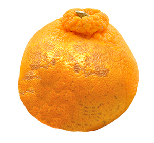 Mandarinas Premium Frescas Disponibles como Muestra, Producto Cítrico para Venta al por Menor - Product Image 2