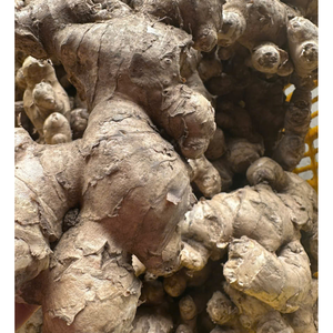 Gingembre frais Racine de gingembre naturelle de haute qualité pour cuisiner santé et phytothérapie traditionnelle Bon prix Fabriqué au Viet Nam - Product Image 3