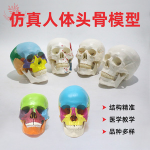 Seis tipos de modelos de cráneos humanos naturales disponibles para escultura artística oral, cirugía plástica y enseñanza médica. - Product Image 5
