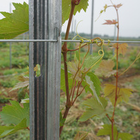 Poteau de soutien pour vignes de qualité supérieure, galvanisé, 2,4 mètres, pour utilisation dans les vignobles, les vergers et les infrastructures