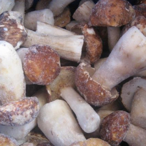 <span class=keywords><strong>Precio</strong></span> directo de fábrica China <span class=keywords><strong>Boletus</strong></span> <span class=keywords><strong>Edulis</strong></span> Mushroom IQF Frozen Wild <span class=keywords><strong>Boletus</strong></span> <span class=keywords><strong>Edulis</strong></span> - Product Image 4