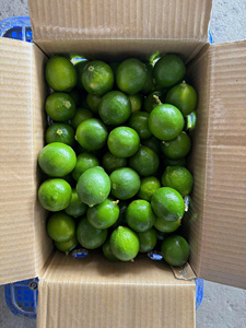 Vietnam Seedless <b>Lime</b> Wholesale Bulk Exporter Supplier High Quality Fresh Natural Citrus for Cooking and Drinking - Product Image 6