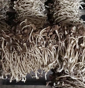 Cha Shu Gu เห็ดต้นป็อปสีดำทั้งต้นแบบใหม่ Cyclocybe aegerita DRY <span class=keywords><strong>yanagi</strong></span> Matsutake สำหรับขาย - Product Image 5