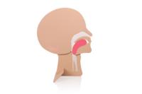 Suministros de Educación en RCP, Modelo Básico de Vías Respiratorias, Equipo de Estudio Transparente para RCP 	   Maniquí Transparente para RCP con Vía Aérea