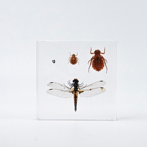 Vente en gros de vrais insectes en résine artisanat Cycle de vie abeille libellule spécimen résine époxy artisanat taxidermie pour la collecte d'enseignement - Product Image 5