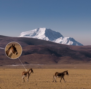 TrueRC X-AIR 5.8 MK IIドローンアクセサリーペアDJI GOGGLES <span class=keywords><strong>2</strong></span>用 - Product Image 2