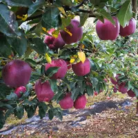 Beste Prijs Verkoop Bulk China Huaniu Fruit Apple Verse Voor Sales