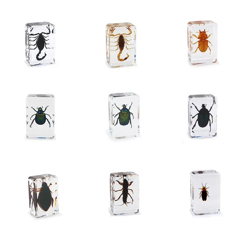 Insect Bug Beetle Specimen in Resin Amber 44*29*18mm Educational Equipment teaching resources biological model