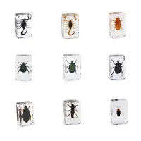 Inseto bug beetle espécie em resina âmbar 44*29*18mm