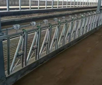 Système de grattoir à fumier pour bétail agricole, système de verrouillage du cou pour les vaches en écurie libre pour l'élevage de bovins