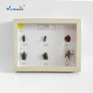 Fournisseur direct d'échantillons d'insectes séchés de six espèces ; aides pédagogiques de biologie pour les écoles primaires et secondaires. - Product Image 1