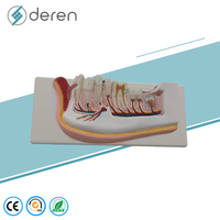 Modèle de mandibule avec nerfs dentaires et vaisseaux sanguins, modèle d'anatomie dentaire mobile pour la formation médicale