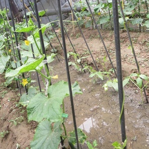 Agricultural Plant Support Fiberglass Garden Stakes/<b>rod</b> - Product Image 6