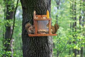 Durable Bamboo Wood Pet Feeder Fácil instalação automática esquilo alimentador para pequenos animais gatos forma retangular para alimentos água - Product Image 2