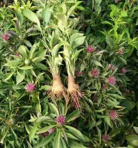 China loja de ervas baizhu bighead atractylodos rhizome rhizoma atractylodis» cortes para venda - Product Image 2