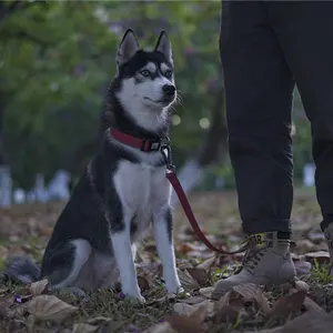 Coleira para cachorro personalizada, coleira de tecido oxford para uso externo, durável e confortável, multi cores