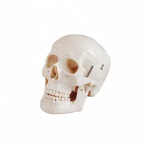 Манекен голова Череп Скелет человеческий череп модель усовершенствованная анатомическая пластиковая Миниатюрная модель человеческого черепа