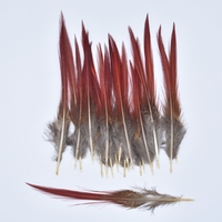 Plumes de faisan naturelles rares, artisanat, accessoire de carnaval, décoration de mariage