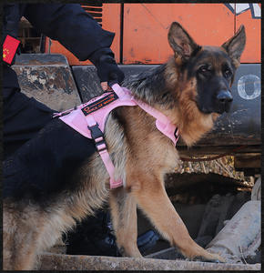 <span class=keywords><strong>2025</strong></span>新しい戦術犬用ハーネスミディアムラージ犬用通気性エアメッシュペットベストハーネス引き調整可能犬用ハーネス - Product Image 5