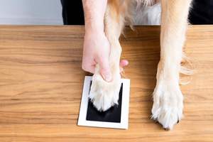Wholesale family <b>memory</b> <b>gift</b> inkless Baby Hand Footprint Impression Ink Pads print Dog Pawprint Stamp Kit - Product Image 5