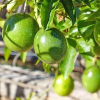 RTY Passievruchtzaden Hoge Kiembaarheid Premium Hybride Bulk Groothandel Fruitzaden Wereldwijde Export Aanvoer