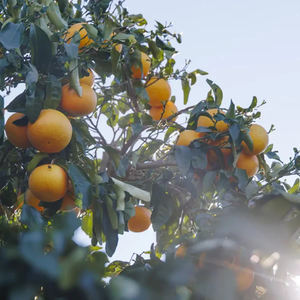 Huile essentielle de <span class=keywords><strong>pamplemousse</strong></span> 100% pure de qualité supérieure, vente en gros d'usine, fabricant d'huile de <span class=keywords><strong>pamplemousse</strong></span> 100% pure naturelle, meilleure huile de <span class=keywords><strong>pamplemousse</strong></span> - Product Image 5