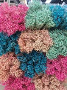 Vente en gros de fleurs préservées éternelles Babysbreath/Gypsophila 120 g/pack de qualité A pour la décoration intérieure et le bricolage - Product Image 2