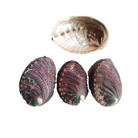Coquillages d'Abalone Chinois Naturels Décoration de Plage Coquillages Paua Remplissage de Bassin à Poissons