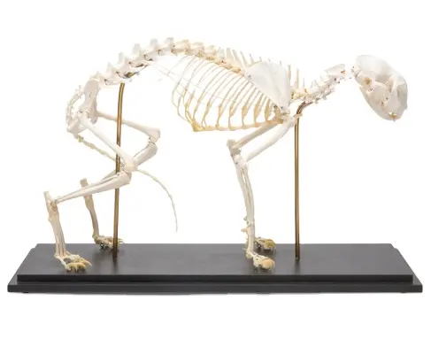 Cat Skeleton Model for Education