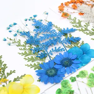 M028 Hot Floral Flores Secas Pressionado Pacote Misto Real Pressionado Flor Seca Natural Para O Casamento Arte Artesanato Cartão Que Faz Scrapbooking