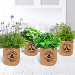 <span class=keywords><strong>Kit</strong></span> de Inicio para Cultivo de Bonsái para Principiantes - Jardinería Interior con Plantas Vivas - Kits de Manualidades para Adultos - Regalos Únicos de Navidad y Cumpleaños - Product Image 5