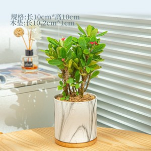 Maceta <span class=keywords><strong>de</strong></span> mármol para flores, maceta suculenta <span class=keywords><strong>de</strong></span> cerámica, maceta con patrón <span class=keywords><strong>de</strong></span> mármol nórdico, jarrón <span class=keywords><strong>de</strong></span> escritorio (planta no incluida), Juego <span class=keywords><strong>de</strong></span> 3 uds. - Product Image 2