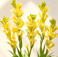 Bulbos de Tuberosa de Doble Flor y Múltiples Cabezas, Polianthes Tuberosa Blanca Fragante para Jardinería y Paisajismo, Venta al por Mayor