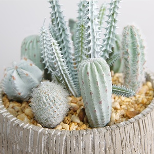 Cao Cấp Trang Trí Nội Thất, Nhân Tạo Cây Xương Rồng, Mọng Nước Bonsai - Product Image 4