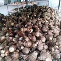 Ekspor Taro Segar dari Tiongkok, Makanan Sehat Mentah