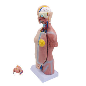 Medicina educativa para cuerpo humano, 45CM, maletero neutral, <span class=keywords><strong>23</strong></span> piezas, entrenamiento de enfermera, enseñanza, modelo de alta calidad - Product Image 4