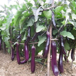 Vente en gros Aladdin Poudre d'aubergine de qualité supérieure, Extrait d'aubergine, Conditionnement en fût, bouteille, récipient en verre, bocal Mason, sous vide - Product Image 3